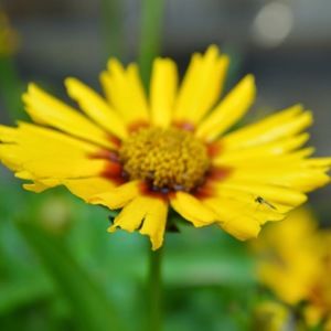 Meet your Posher, Annie